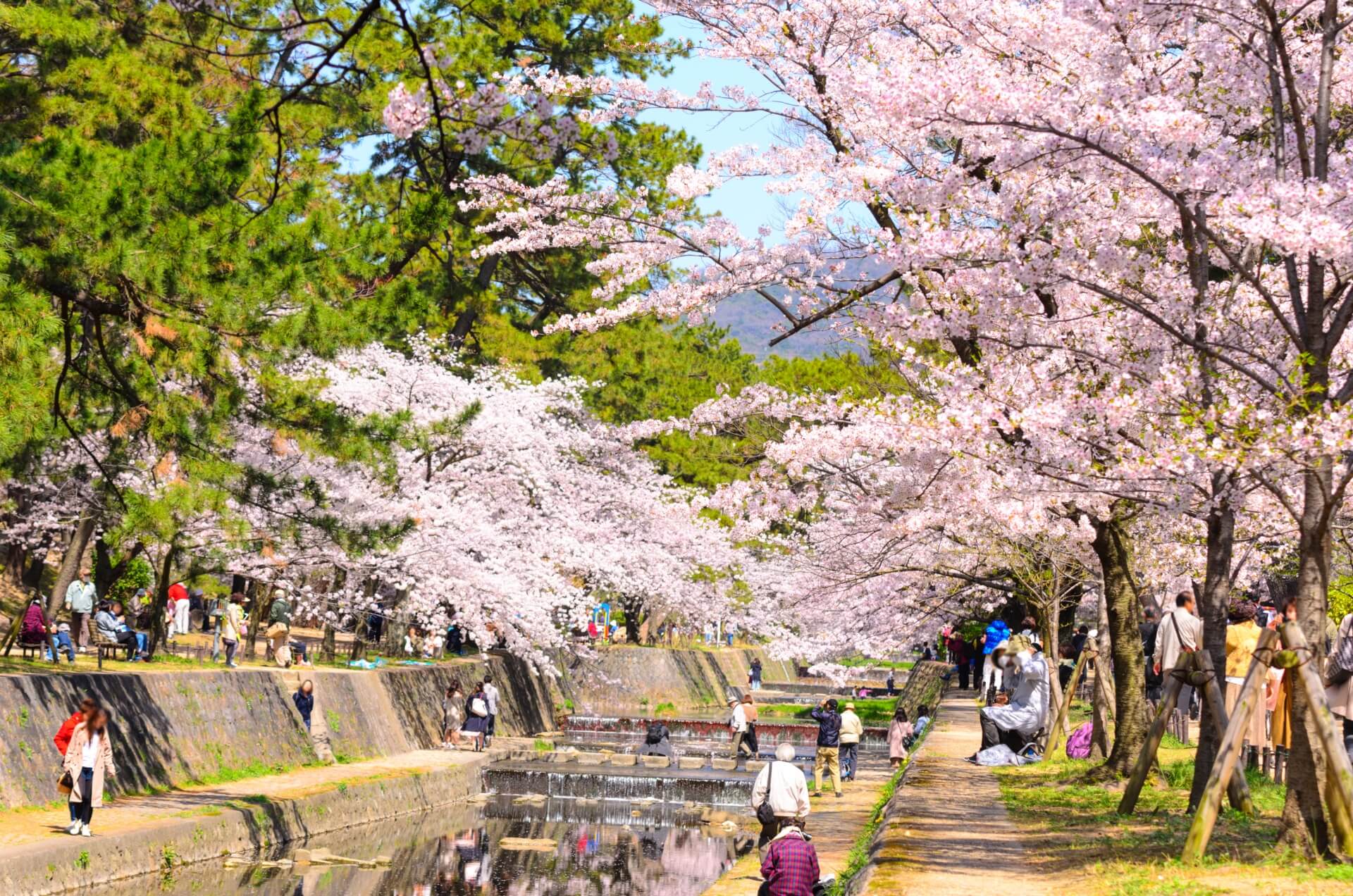 西宮市夙川公園の桜